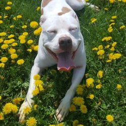 Doggy heaven!