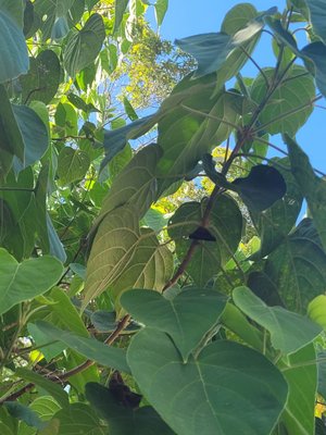 The Habitat Penang Hill by null