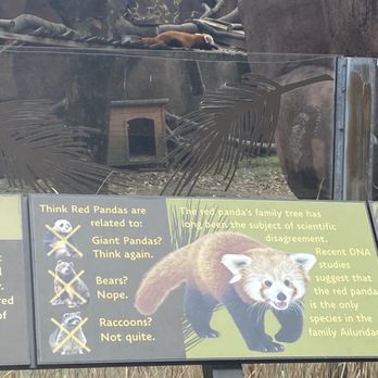 Indianapolis Zoo - Cute red panda - Zoos Near Me - Indianapolis, Indiana Indianapolis Zoo - Cute red panda - Zoos Near Me - Indianapolis, Indiana