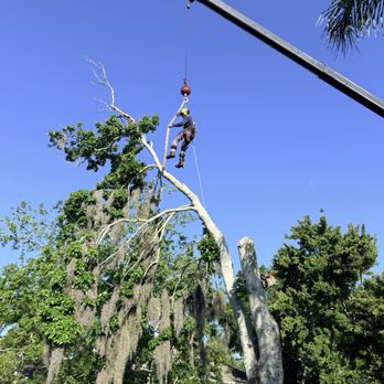 Protrim Tree Services - Tree Services Near Me - Lake Helen, Florida Protrim Tree Services - Tree Services Near Me - Lake Helen, Florida
