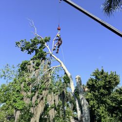 Protrim Tree Services