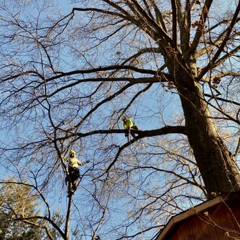 Arborpolitan Tree & Garden Care - Tree Services Near Me - Brooklyn, New York Arborpolitan Tree & Garden Care - Tree Services Near Me - Brooklyn, New York