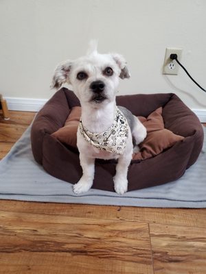 Lucky's Pet Care by null