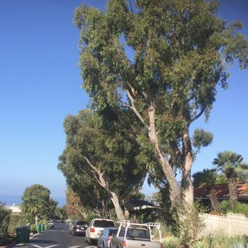 Oc Tree Care - Before - Tree Services Near Me - Orange, California Oc Tree Care - Before - Tree Services Near Me - Orange, California
