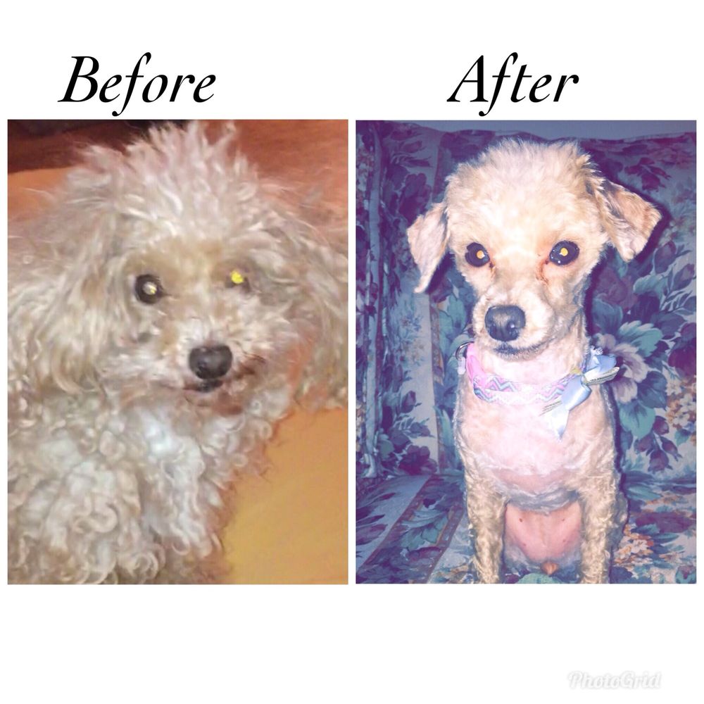 AL’S LUCKY DOG GROOMING 22 Photos & 34 Reviews Pet Groomers 544