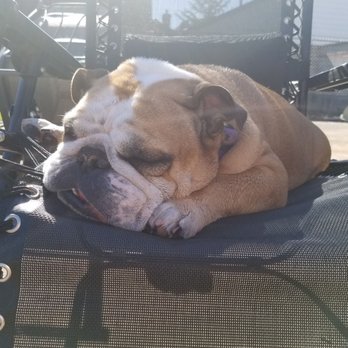 DogTown EP - The Bam! - Pet Training Near Me - Gresham, Oregon