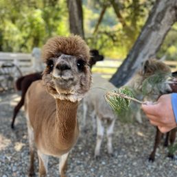 Alpaca