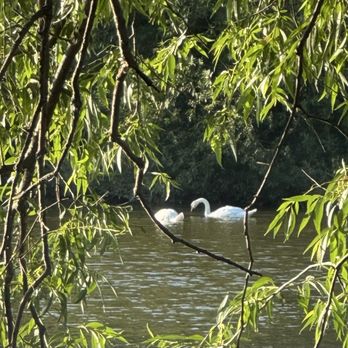 Upper Queens Park - Swans swimming. - Parks Near Me - Stratford, Ontario Upper Queens Park - Swans swimming. - Parks Near Me - Stratford, Ontario
