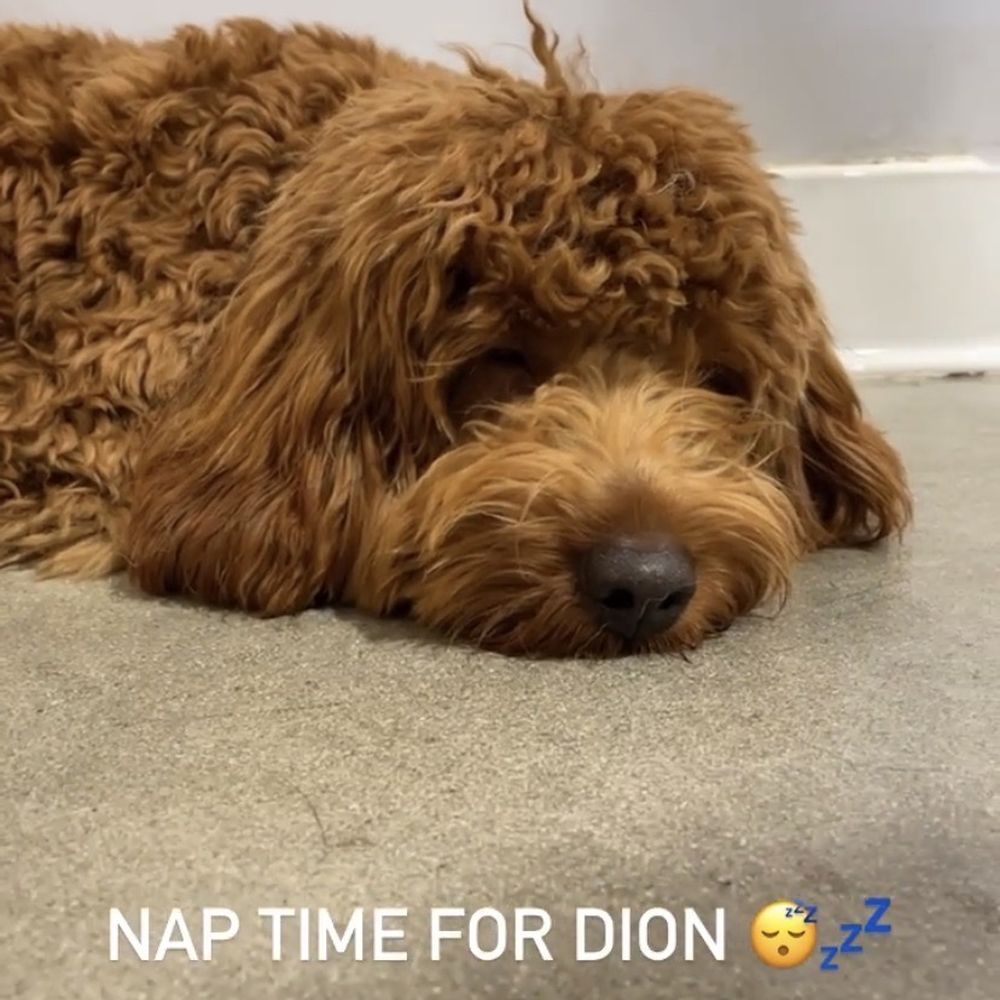 Dogdrop - My pup sleeping and a cute update from Dogdrop - Pet Sitting Near Me - Los Angeles, California Dogdrop - My pup sleeping and a cute update from Dogdrop - Pet Sitting Near Me - Los Angeles, California