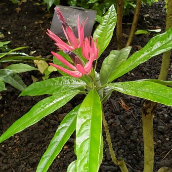 Kew Gardens - Botanical Gardens Near Me