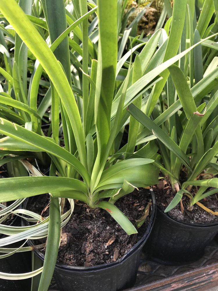 BAKER’S NURSERY Updated October 2024 13 Photos 27945 Pocotaligo