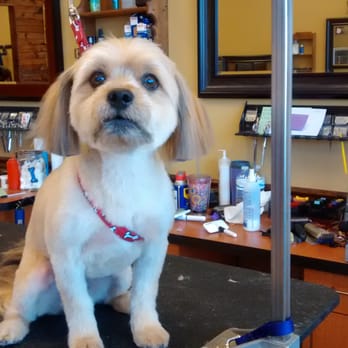 The Grooming Lodge - Ricky after: Wow, I clean up nice!! - Pet Groomers Near Me - South Elgin, Illinois The Grooming Lodge - Ricky after: Wow, I clean up nice!! - Pet Groomers Near Me - South Elgin, Illinois
