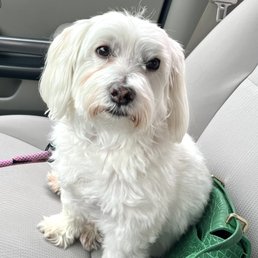 My pup asks me...why so long? He doesn't understand wait times. My pup asks me...why so long? He doesn't understand wait times.