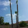Photo of Ruelas Tree Service