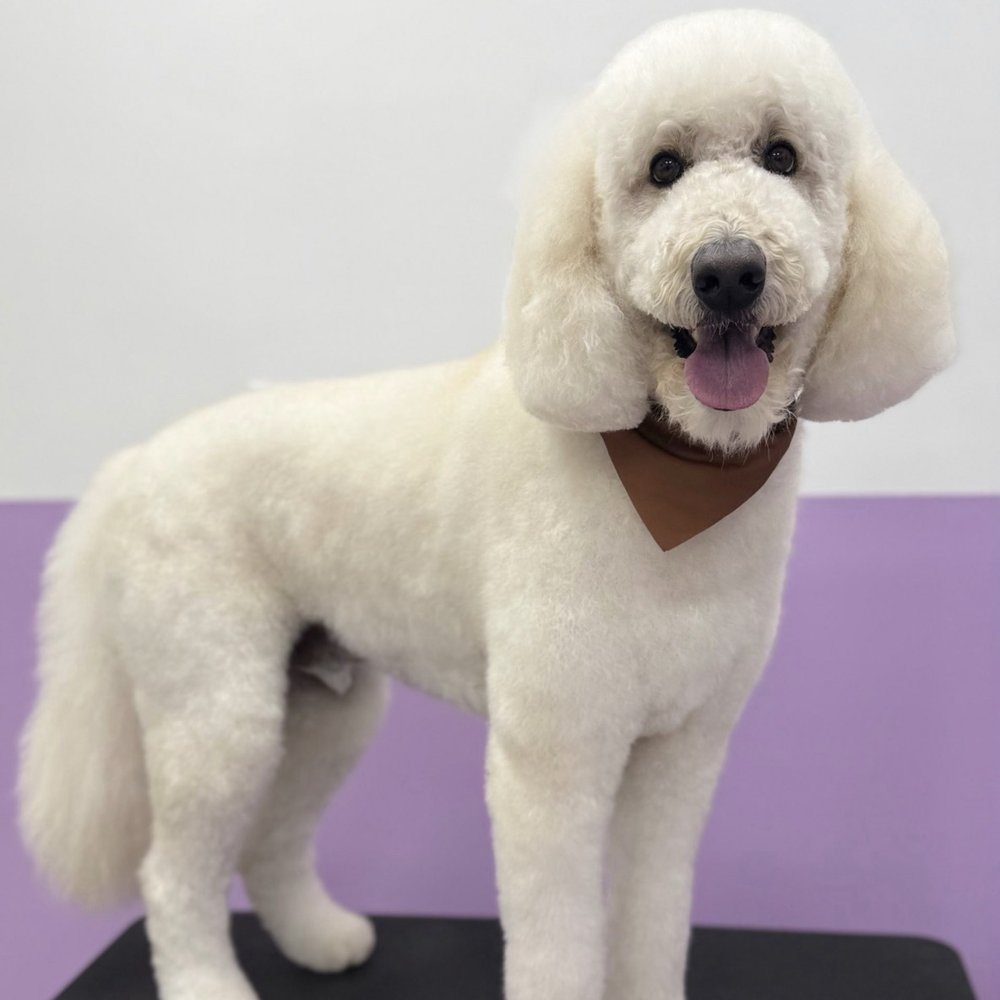 Pawssentials - Pet Groomers Near Me - Milpitas, California