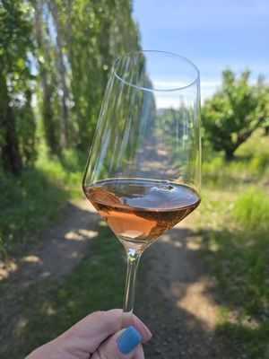 Analemma Wines by null