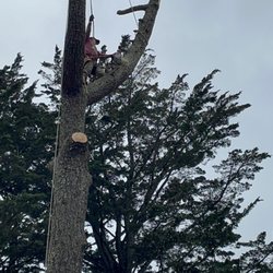 Tonys Tree Service - Large pine tree removal before huge storm.