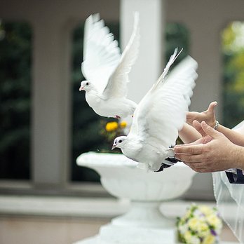 Affordable Officiant - Officiants Near Me Affordable Officiant - Officiants Near Me