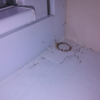 Bobs Killen Pest & Termite Control - I can round up your Ant problem! - Pest Control Near Me - Saint Petersburg, Florida Bobs Killen Pest & Termite Control - I can round up your Ant problem! - Pest Control Near Me - Saint Petersburg, Florida