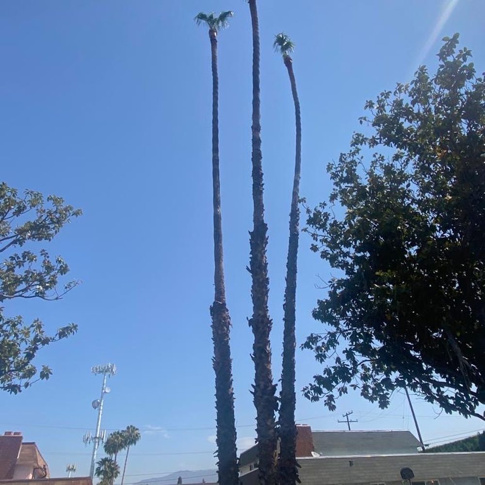 Menos Tree Service - Tree Services Near Me Menos Tree Service - Tree Services Near Me