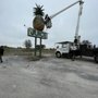Photo of Steve's Tree Service