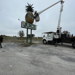 Steve's Tree Service