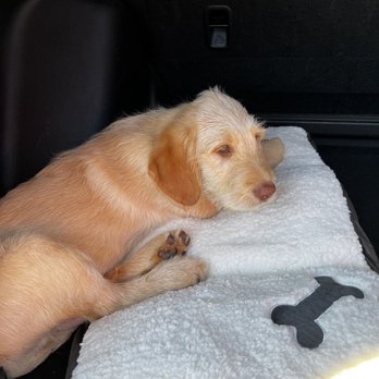 1 Love Dog Rescue - Pet Adoption Near Me - Auburn, California