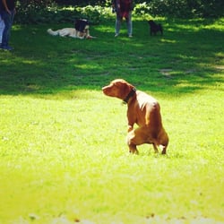 Hundewiese Lohmühlenpark - Moin!