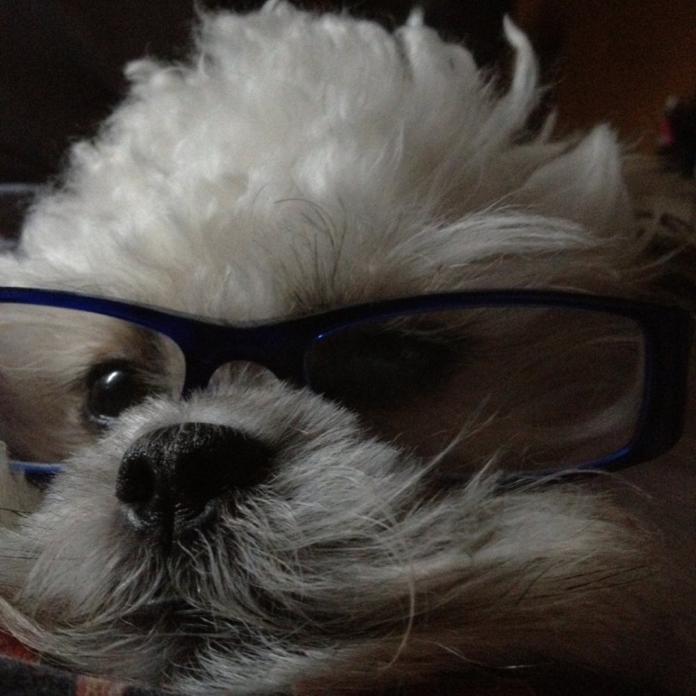 Bentson all Doggie Depot styled and chic ;) Bentson all Doggie Depot styled and chic ;)