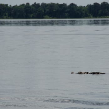 Premier Boat Tours - We saw a gator in the lake within our first 10 minutes! - Boat Tours Near Me - Mount Dora, Florida Premier Boat Tours - We saw a gator in the lake within our first 10 minutes! - Boat Tours Near Me - Mount Dora, Florida