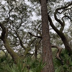 Pine Island Hiking Trail - Pretty trees.
