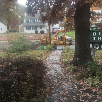 Diaz Landscape Design & Tree Service - Tree Services Near Me - Piscataway, New Jersey Diaz Landscape Design & Tree Service - Tree Services Near Me - Piscataway, New Jersey