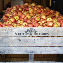 Solebury Orchards - Honeycrisp