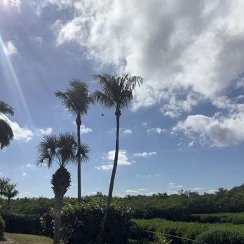 Elite Arbor - No threat of falling coconuts - Tree Services Near Me - Vero Beach, Florida