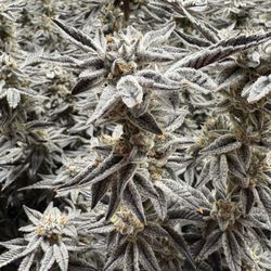 The Green Solution - Oreoz flowers