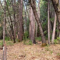 Ridge Logging - Creating a Defendable space by removing ladder fuels and underbrush