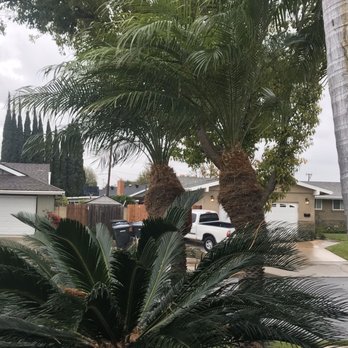Premier Tree Experts - Tree Services Near Me - Orange, California