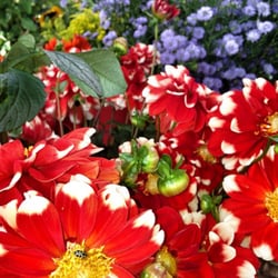 Feira de Flores