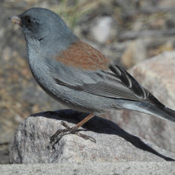 Rail Oaks Ranch - Gray-headed Junco - Hotels Near Me - Hereford, Arizona Rail Oaks Ranch - Gray-headed Junco - Hotels Near Me - Hereford, Arizona
