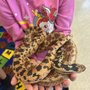 Photo of Serpentes Reptiles