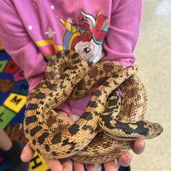 Serpentes Reptiles - Daycare program