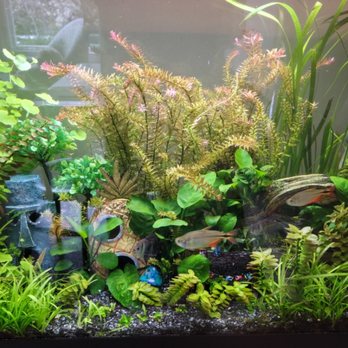 Aquarium Care - 29 gallon freshwater tank fluval plant light no co2 twice monthly water change. - Aquarium Services Near Me Aquarium Care - 29 gallon freshwater tank fluval plant light no co2 twice monthly water change. - Aquarium Services Near Me