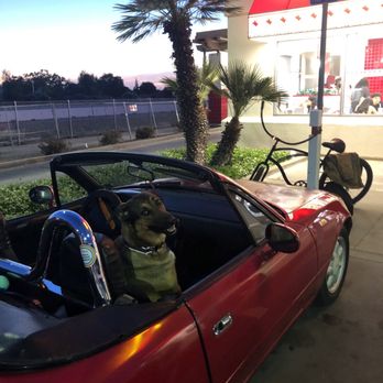 In-N-Out Burger - My copilot, Sequoia, waiting for her puppy patty - Fast Food Near Me - Chico, California