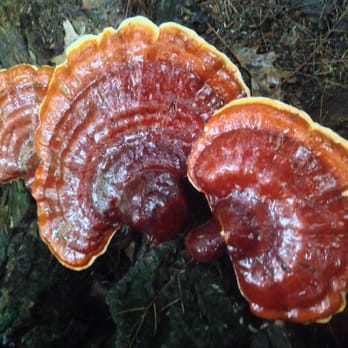 Monument Mountain - Shrooms - not for cooking - Hiking Near Me - Great Barrington, Massachusetts