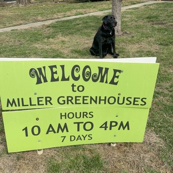 Miller Greenhouses - I couldn't help but to snap this picture walking in getting greeted by one of their dogs - Nurseries & Gardening Near Me - Wallingford, Pennsylvania Miller Greenhouses - I couldn't help but to snap this picture walking in getting greeted by one of their dogs - Nurseries & Gardening Near Me - Wallingford, Pennsylvania