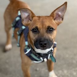 The Balanced Dog - Puppy  Socialization!