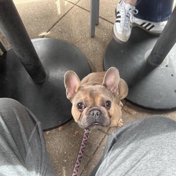 Barranco - The patio area is pup friendly - Peruvian Near Me - Lafayette, California Barranco - The patio area is pup friendly - Peruvian Near Me - Lafayette, California
