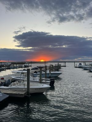 The Surfing Pig by null