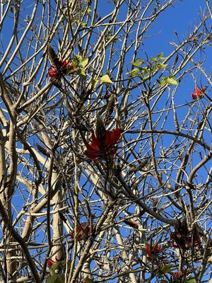 Coral Tree Tea House by null