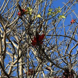 Coral Tree Tea House